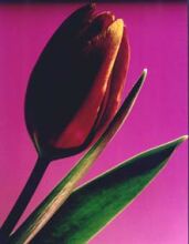 Floral Photography by Gail Beckett