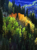 GALLERY 2 Exhibitor Ken Hornbrook